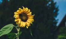 雨中的微笑_700字