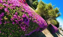 怒放的生命_700字