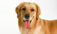 动物优美段落：可爱的小狗段落_650字