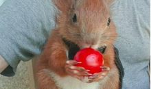 给小松鼠的信_750字