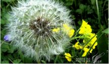 【微作文】那一抹蒲公英的眼泪_150字