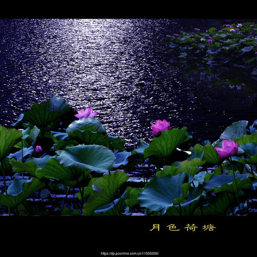 只有月光，没有荷塘_1500字