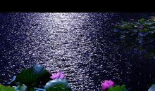 只有月色，不见荷塘_1500字