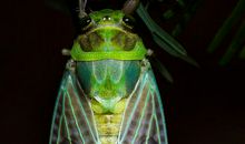 我已羽化_1200字