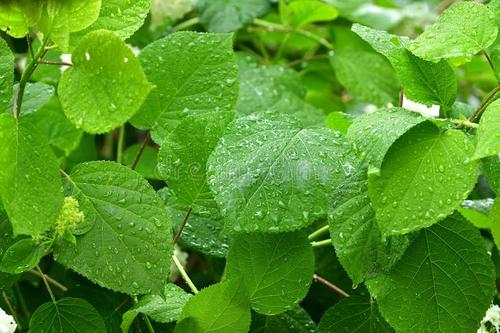 [每日天气]多雨多雨Spring_200字