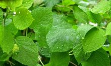 【每日天气】多风无雨的春天_200字