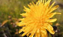 初一日记作文：万物如星子，我为万物间_450字