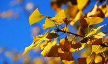 秋天的思念_650字