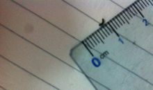 高三日记：养蚕日记_700字