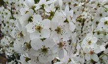 不过刹时芳华_1200字