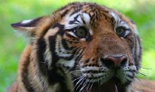 北京野生动物园_800字