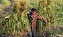 挑稻草的小男孩_600字