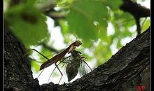 啄木鸟惊险的一天_650字