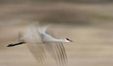 独自张开翅膀，飞翔_750字