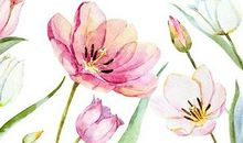 Spring is coming春天来了