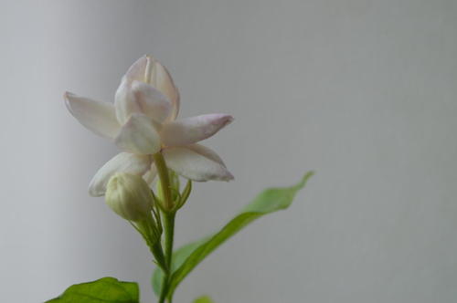 茉莉去了_750个单词