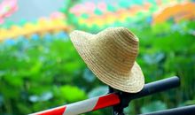 平凡的爱，平凡的美_750字