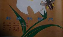 蜜蜂王国探险记_500字