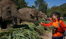 大象学校之“探险新发现”_800字