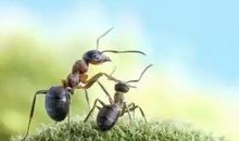 蚂蚁的探险_450字