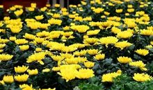 2011年辽宁高考满分作文：风中的落叶_800字