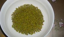 [原创达人] 黄豆观察日记_750字