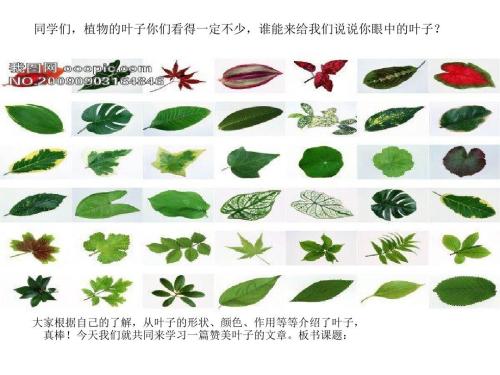 我是一片叶子（刘志兴）_350个字符