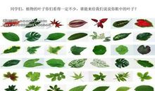 我是一片叶子（刘知行）_350字