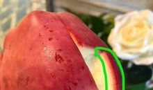 多彩的春天；我最喜欢的水果——苹果（梁凯文）_300字