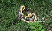 鸟蛇大战（罗骁骁）_450字