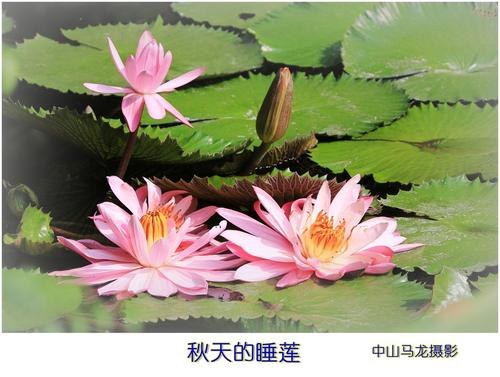 七彩秋（宁语）_150字