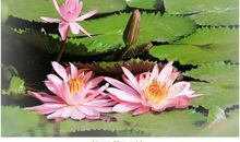 五彩的秋天（宁禹鑫）_150字