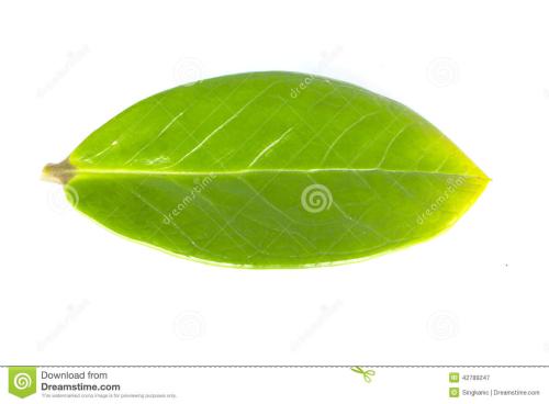 我是一片叶子（潘伯林）_300字