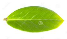 我是一片叶子（潘柏霖）_300字