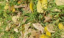 在落叶飘零的季节_550字