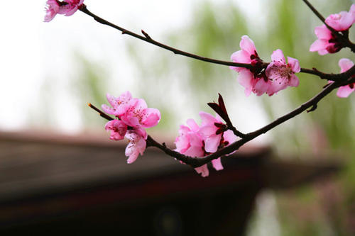 又一年桃花绽放_800字