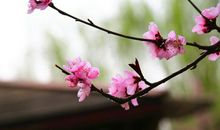 又是一年桃花开_800字