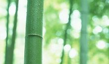 雨后春笋的启发_900字