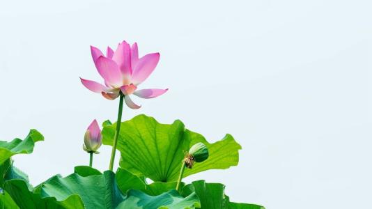 三年级解释性文字：lotus_900字
