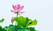 初三说明文：荷花_900字