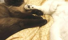 动物优美段落：惹人喜爱的小白张段落_700字