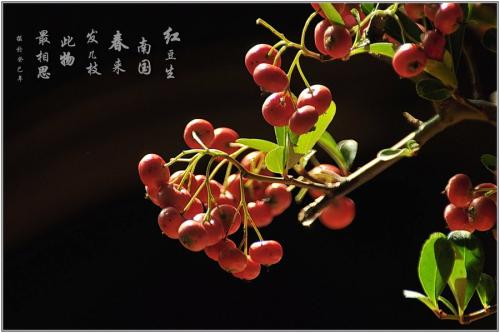 三年级小说：夜里同花，相思_1000字