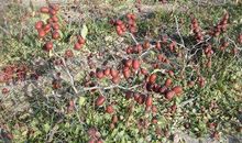 像朝圣者一样活着_800字