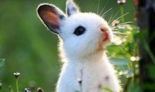 [PK赛]关于动物的作文：兔子可可_900字