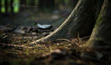 落叶归根_1500字