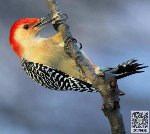 [PK赛]关于动物的构图：小鸟宝贝_550个单词