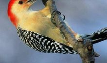 [PK赛]关于动物的作文：小鸟宝宝_550字