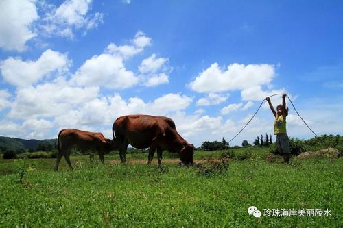 ox_600字的背影带给我们家乡的童年