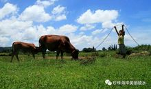 故乡童年骑在牛背上的我们_600字