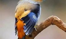 别忘了自己是一只叫什么的鸟_700字